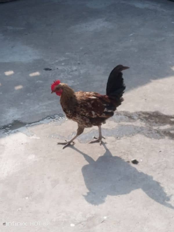 Golden misri murga for sale 1