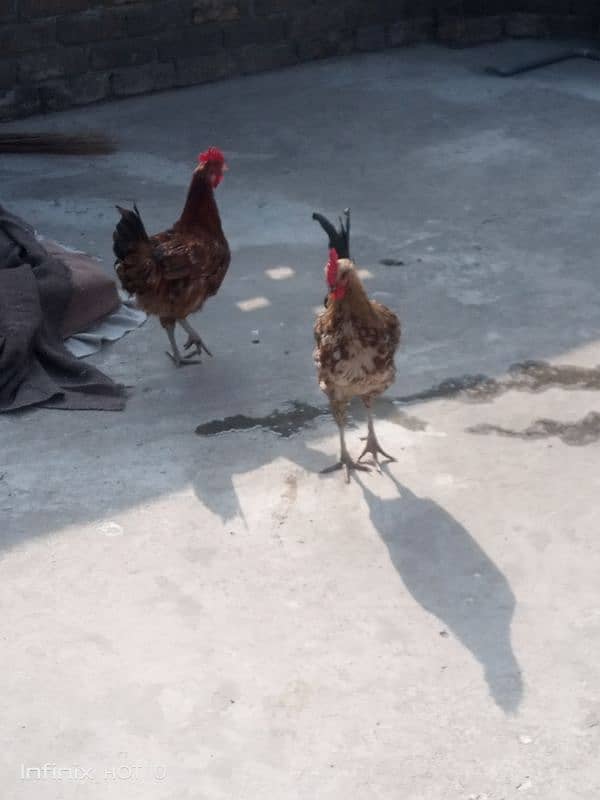 Golden misri murga for sale 2