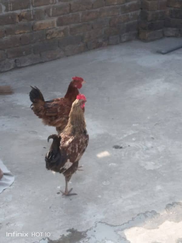 Golden misri murga for sale 3