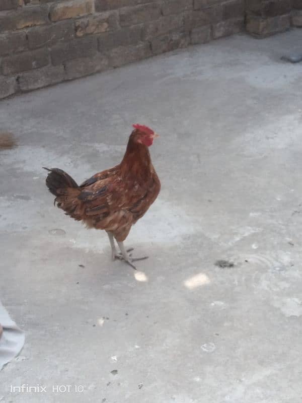 Golden misri murga for sale 5