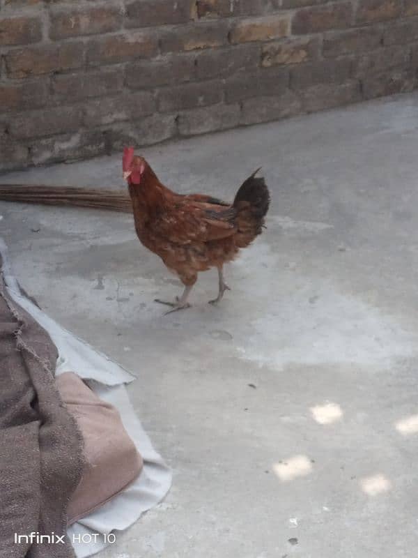 Golden misri murga for sale 6