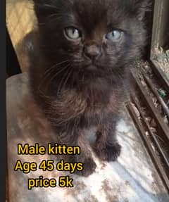 Kittens And big Cats for sale