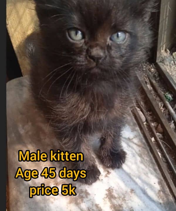 Kittens And big Cats for sale 0