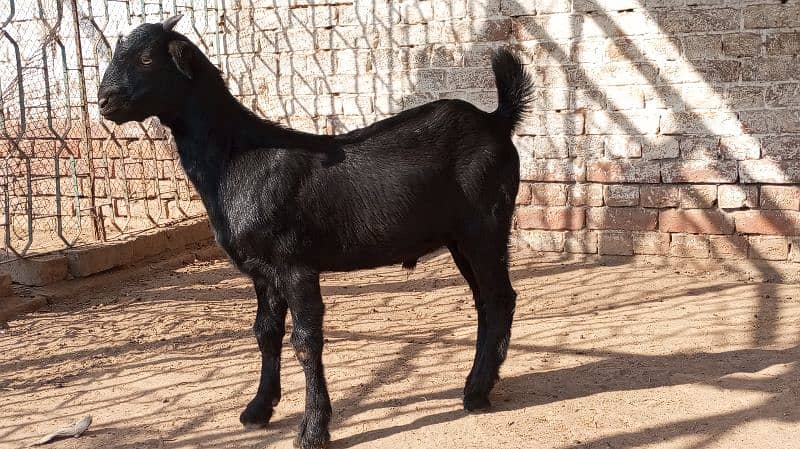 Black Teddy Bakra for sale 0