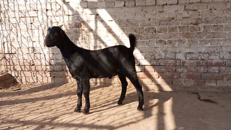 Black Teddy Bakra for sale 1