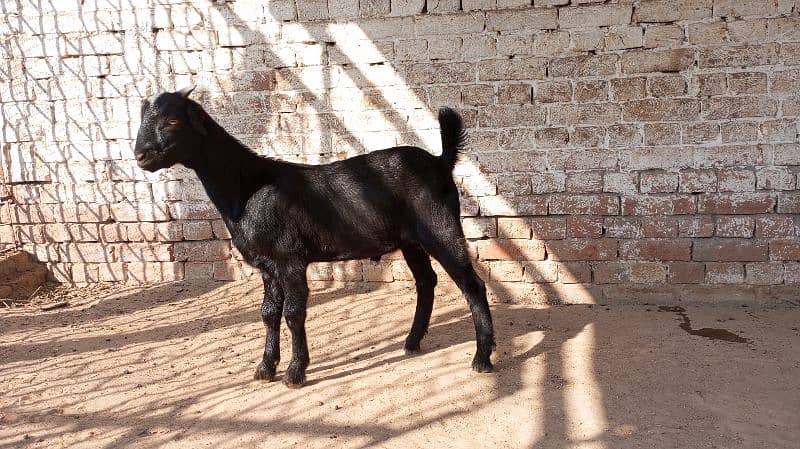 Black Teddy Bakra for sale 2