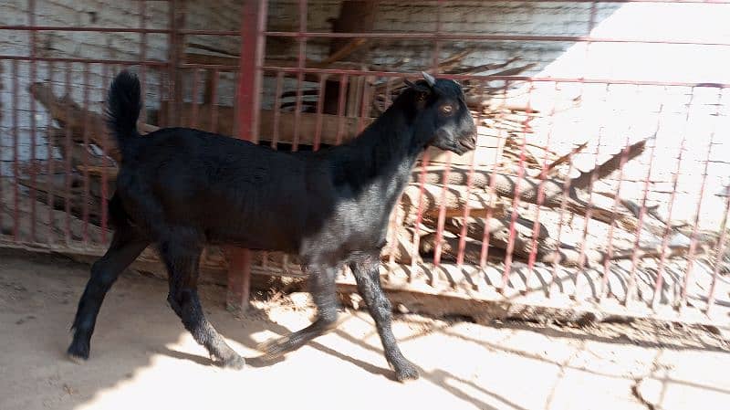 Black Teddy Bakra for sale 3