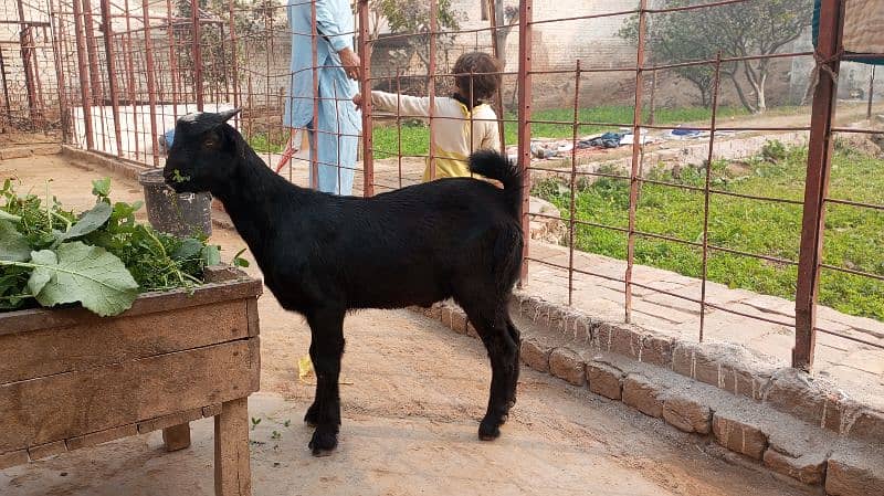 Black Teddy Bakra for sale 4