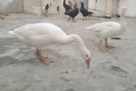 White Long Neck Ducks Breeder  Pair