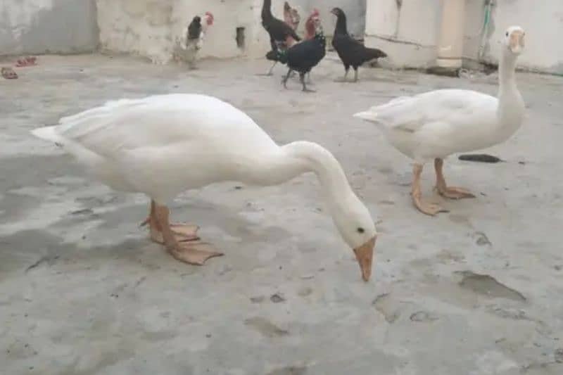 White Long Neck Ducks Breeder  Pair 0