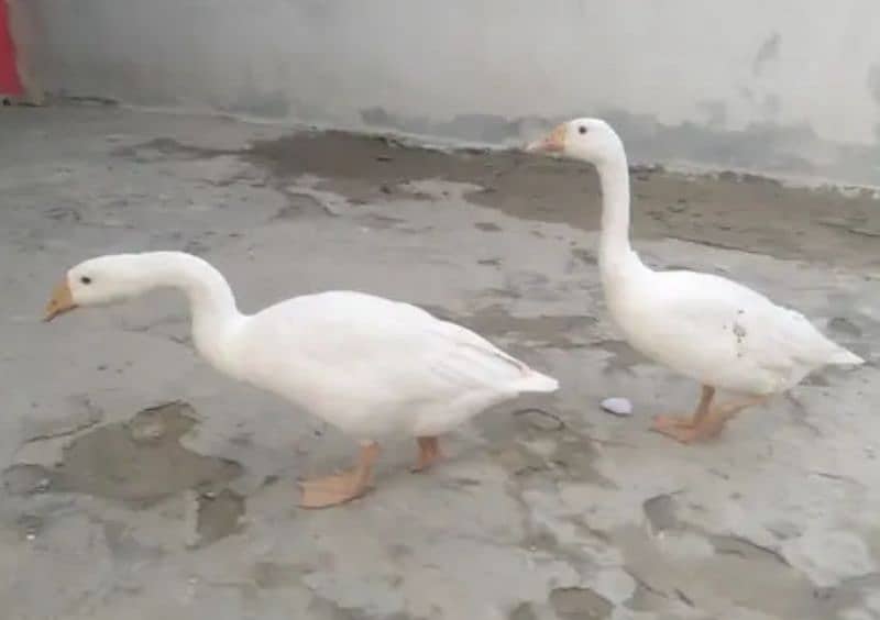 White Long Neck Ducks Breeder  Pair 1