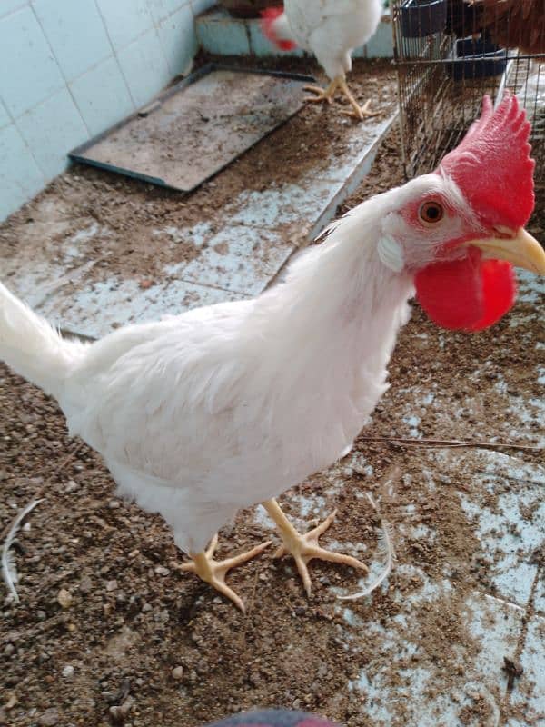 4 male farmi murghay  for sell urgent 0