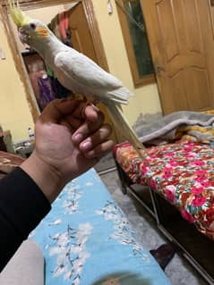 Cockatial