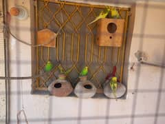 Budgies Parrots