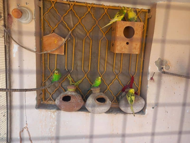 Budgies Parrots 0