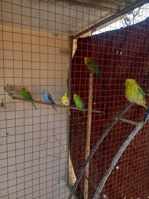 Budgies Parrots 1