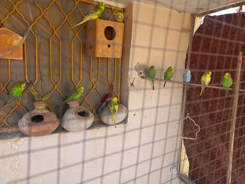 Budgies Parrots 2