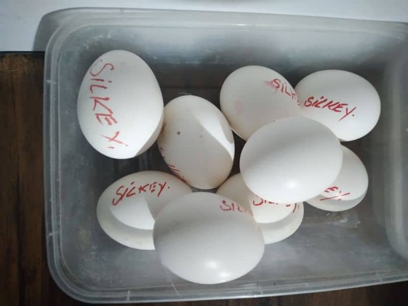 Silkie and molted bantam fertile eggs 2