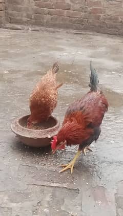 hens pair for sale