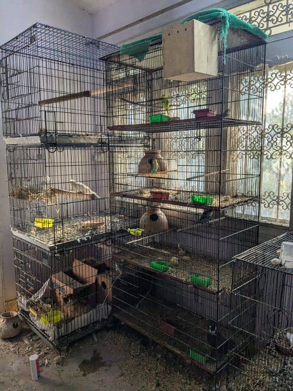 Cages and birds 1