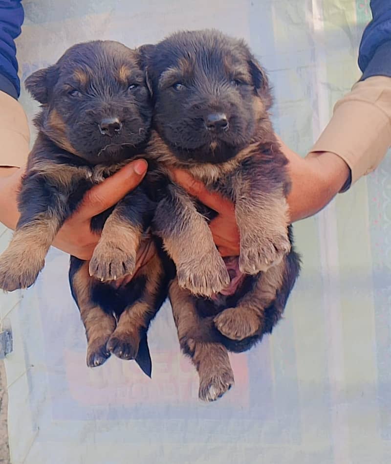 German shepherd Female dog / german female / GSD for sale 2