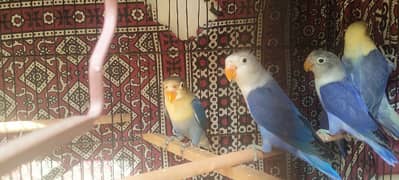 Parblue split ino blue opaline lovebirds