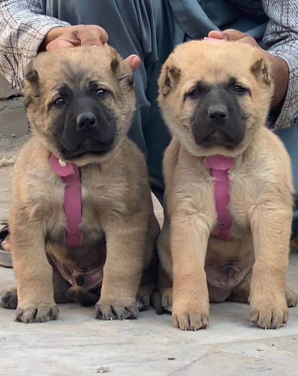 pair / Kurdish Kangal dog / security dog for sale 0