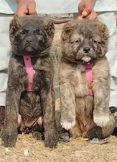 Afghan Kochi pair available full security Dog