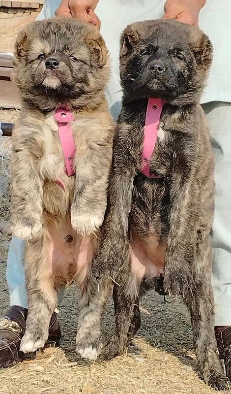 Afghan Kochi pair available full security Dog 1