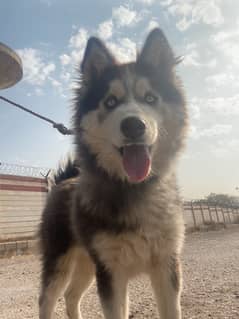 SIBERIAN HUSKY 4 months