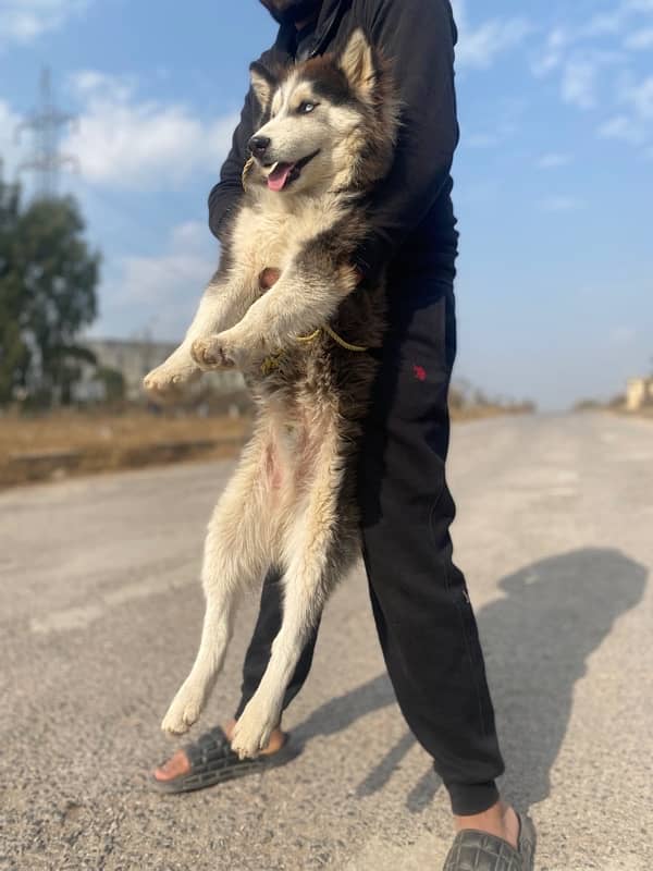 SIBERIAN HUSKY 4 months 1