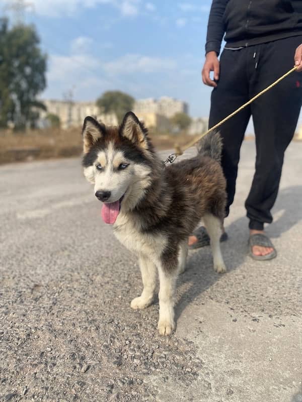 SIBERIAN HUSKY 4 months 2