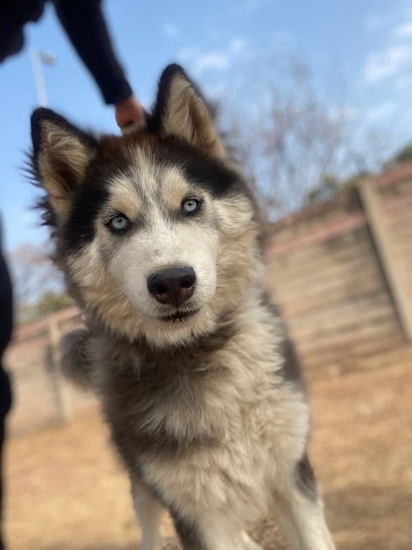 SIBERIAN HUSKY 4 months 3