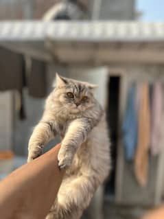 Triple coat persian rare color for sale in sukkur/shikarpur