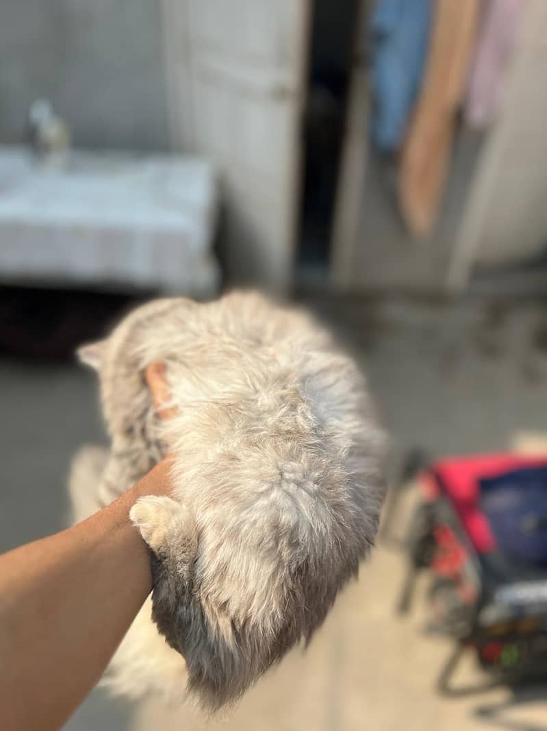 Triple coat persian rare color for sale in sukkur/shikarpur 1