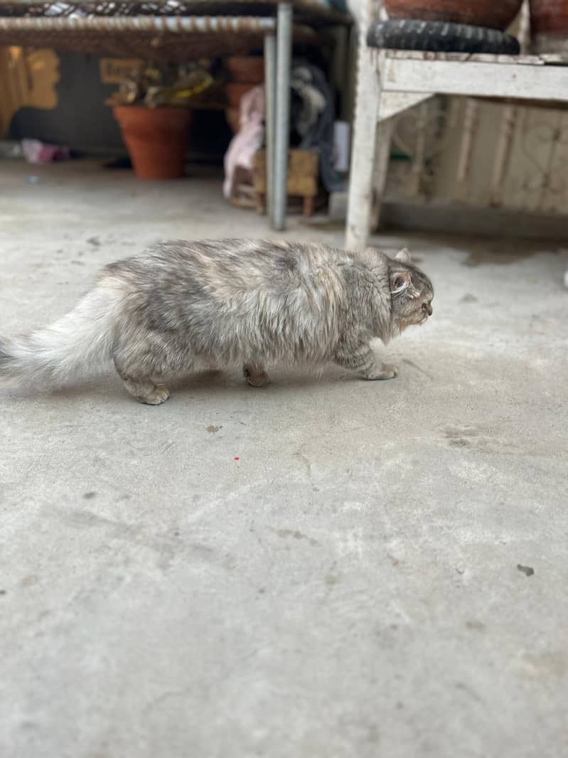 Triple coat persian rare color for sale in sukkur/shikarpur 2