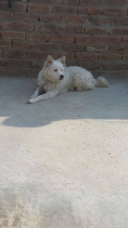 Russian Dog | 1 Years Old | 2