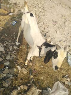 (bakri) Goat 1 month preg