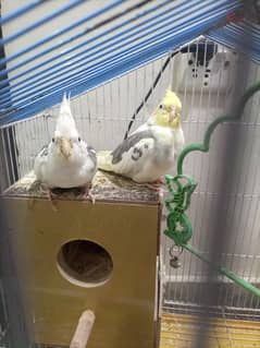 cocktail bird breeding pair