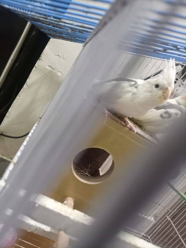 cocktail bird breeding pair 1