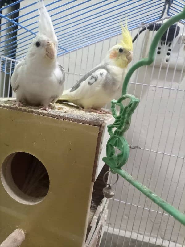 cocktail bird breeding pair 2