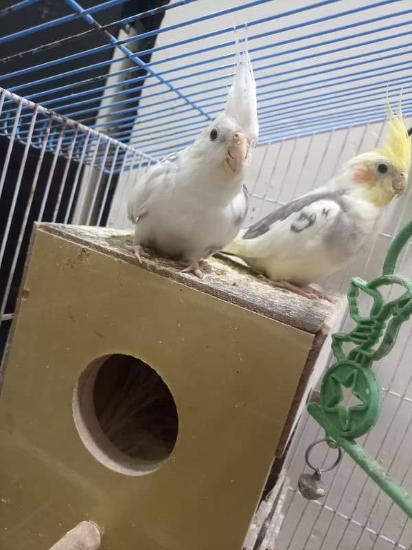 cocktail bird breeding pair 3