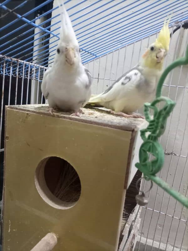 cocktail bird breeding pair 5