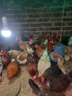 Golden Misri Hens Rooster Egg Laying Murgi Murgay Andy derhi