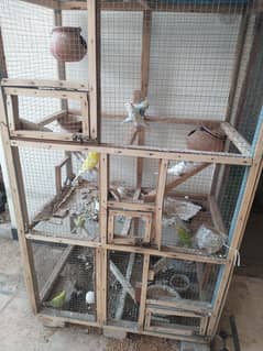 Australian parrots and cage