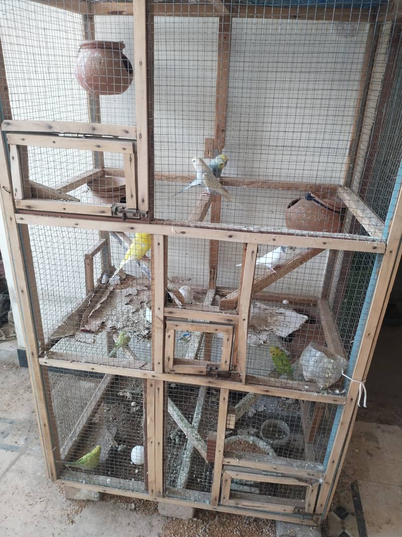 Australian parrots and cage 0