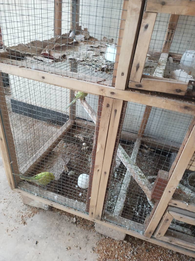 Australian parrots and cage 1