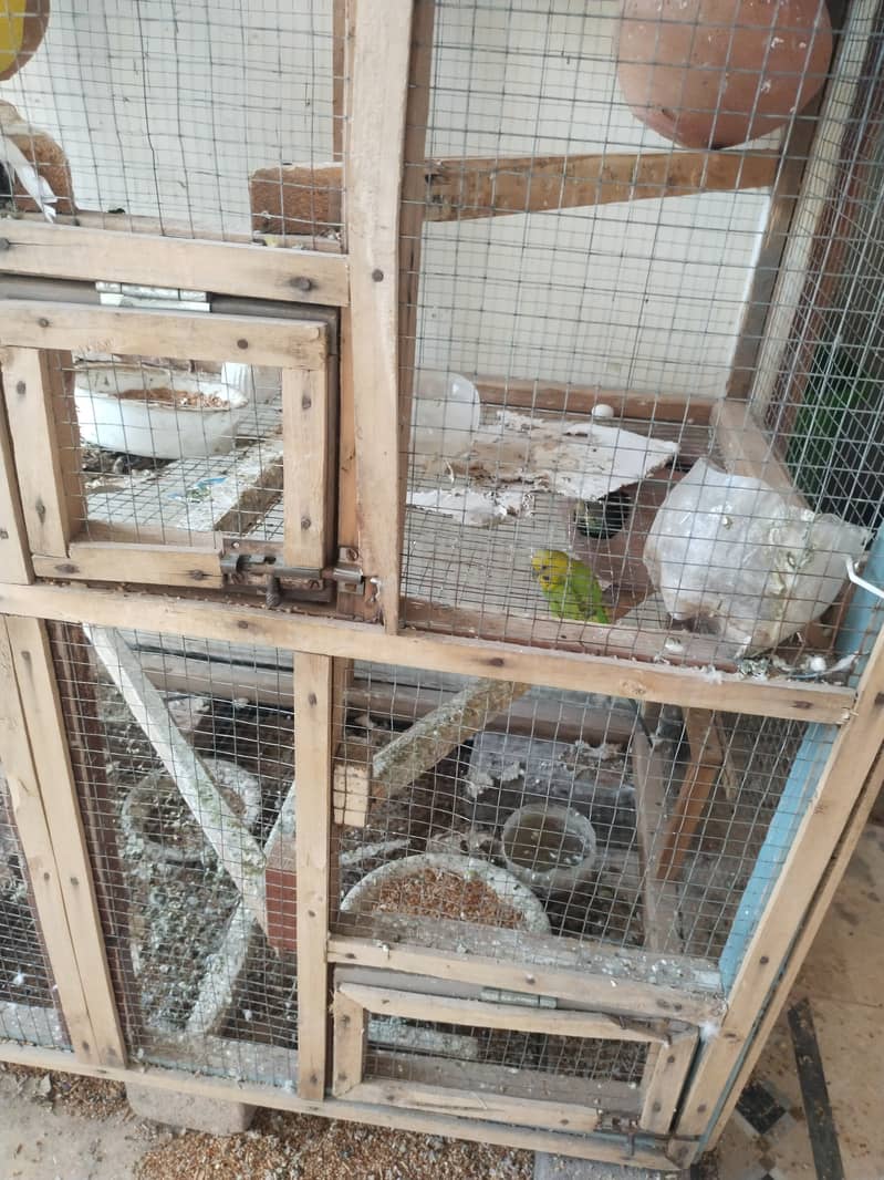 Australian parrots and cage 2