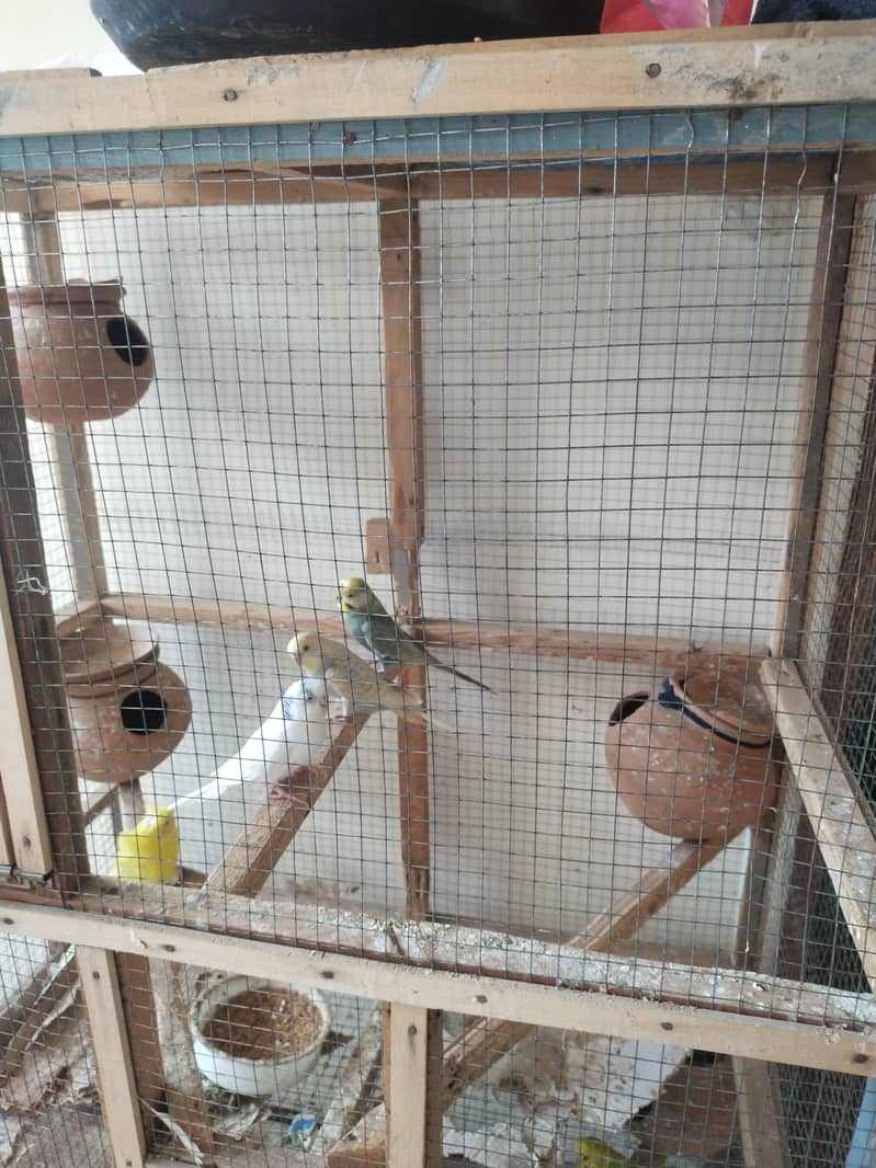 Australian parrots and cage 4