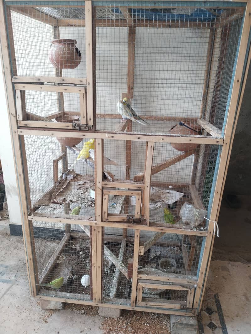 Australian parrots and cage 5